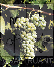 Foto di un grappolo d'uva di Tocai R5